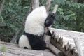 Little Panda Cub is Chilling Out , China