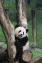 Playful Panda Cub in Chongqing, China