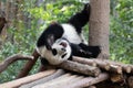 Little panda on the tree, Chengdu Panda Base