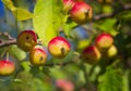 Little paradise apples on a branch in the garden, harvest time. Eco-friendly healthy product