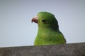 Little parrot (maritaca) Royalty Free Stock Photo