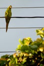 Little parrot on the wire