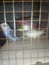 Little 2parrots with Mom in house In Pakistan Royalty Free Stock Photo