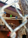 Little parrots at zoo Royalty Free Stock Photo
