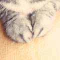 Cat paws pets