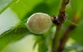 Little peaches on a tree in the vegetable garden