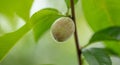 Little peaches on a tree in the vegetable garden