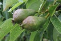 Little pears after the rain Royalty Free Stock Photo