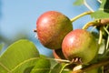 Little pears on tree branch. Unripe pears on tree. Pears in garden. Summer fruits