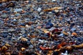 little pebbles and seaweed on the seashore