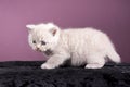 Little pedigreed kitten stands on the site Royalty Free Stock Photo