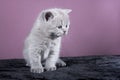 Little pedigreed kitten stands on the site Royalty Free Stock Photo