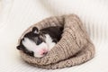 Little Pembroke Welsh Corgi puppy sleeps in knittled brown nest