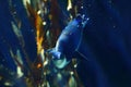 Little penguin in dark-blue underwater scenery