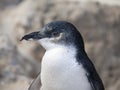 Little Penguin on Penguin Island, Western Australia Royalty Free Stock Photo