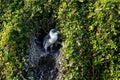 Little penguin enjoying the sun at the entrance of the nest at Phillip island, Victoria, Australia Royalty Free Stock Photo