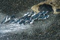 Little Penguin - Eudyptula minor - in maori korora, group of penguins returns to the coast from the sea to feed their chick