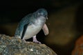 Little Penguin - Eudyptula minor - in maori korora, nocturnal returning to the coast to feed chicks in nests, Oamarau, New Zealand