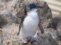 Little Penguin, Penguin Island, Western Australia Royalty Free Stock Photo