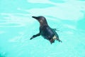 Little penguin swimming in captivity Royalty Free Stock Photo