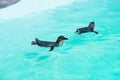 Little penguin swimming in captivity Royalty Free Stock Photo