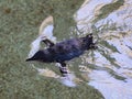 Little penguin drifting on water surface