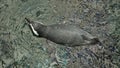 Little Penguin swimming in water at The zoo Black feathers