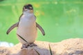 Little Penguin Western Australia Royalty Free Stock Photo