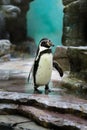 Little penguin in the zoo