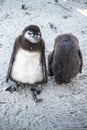 Young penguins at the beach