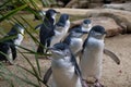 Little Penguins Marching