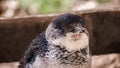 Little penguins on Penguin Island, Rockingham, Western Australia Royalty Free Stock Photo