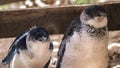 Little penguins on Penguin Island, Rockingham, Western Australia Royalty Free Stock Photo