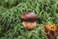 Little penny bun in green moss close up. Edible mushroom boletus edulis, ceps, porcini in the forest. Mushrooms season Royalty Free Stock Photo