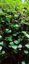 Little Peperomia Pellucida( Mashithandu) Royalty Free Stock Photo