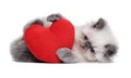 Little persian kitten playing with a red heart