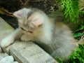 The little persian cat playful