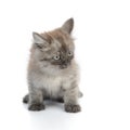 A little persian kitten Royalty Free Stock Photo