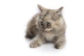 A little persian kitten Royalty Free Stock Photo