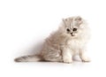 Little persian kitten Royalty Free Stock Photo