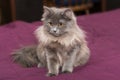 Little Persian kitten Royalty Free Stock Photo