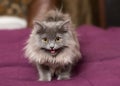 Little Persian kitten Royalty Free Stock Photo