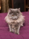 Little Persian kitten on the bed Royalty Free Stock Photo