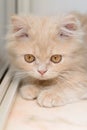 Little Persian kitten Royalty Free Stock Photo