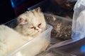 Little persian kitten sleeping in box Royalty Free Stock Photo