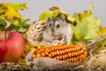 Little pet hamster Royalty Free Stock Photo