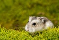 Little pet hamster Royalty Free Stock Photo