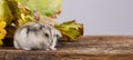 cute little pet hamster - Phodopus sungorus Royalty Free Stock Photo