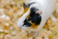 Little pet rodent guinea pig in a cage Royalty Free Stock Photo