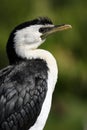 Little Pied Cormorant